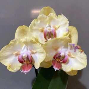 Phal. Fuller’s Sunset