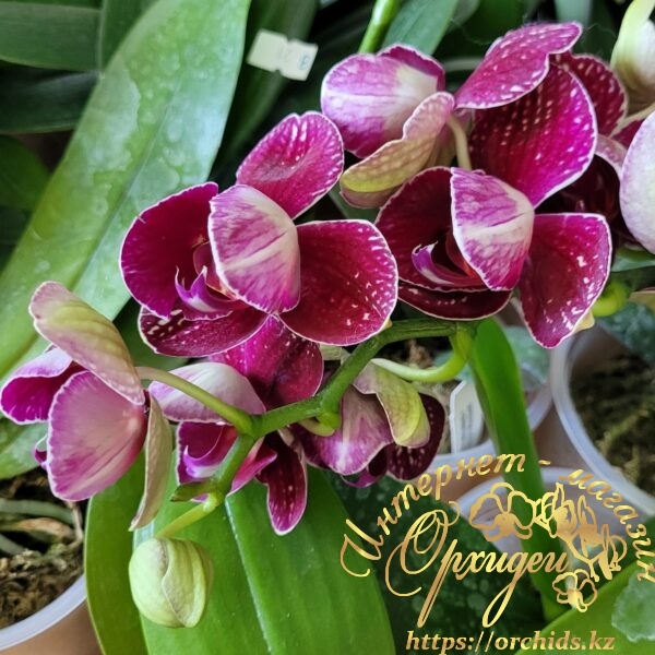 Phal. Cherry Bomb peloric
