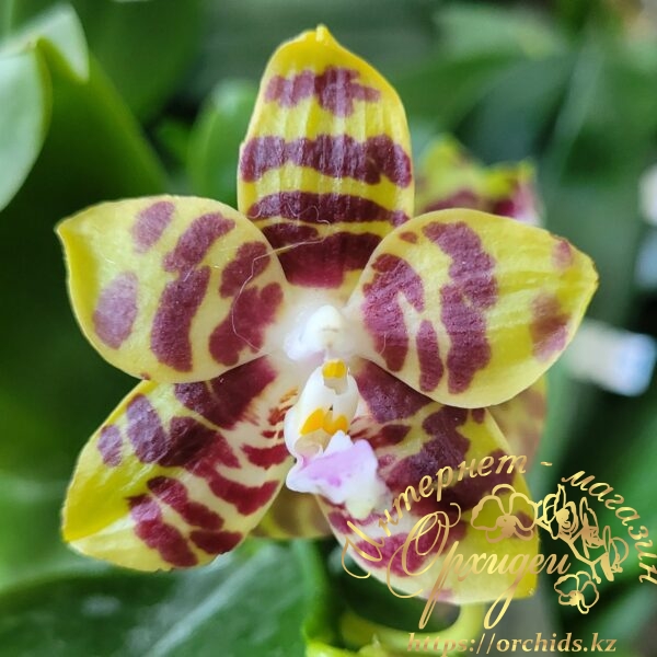 Phal. Mituo Mibs Passion Mituo #2