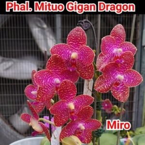 Phal. Mituo Gigan Dragon