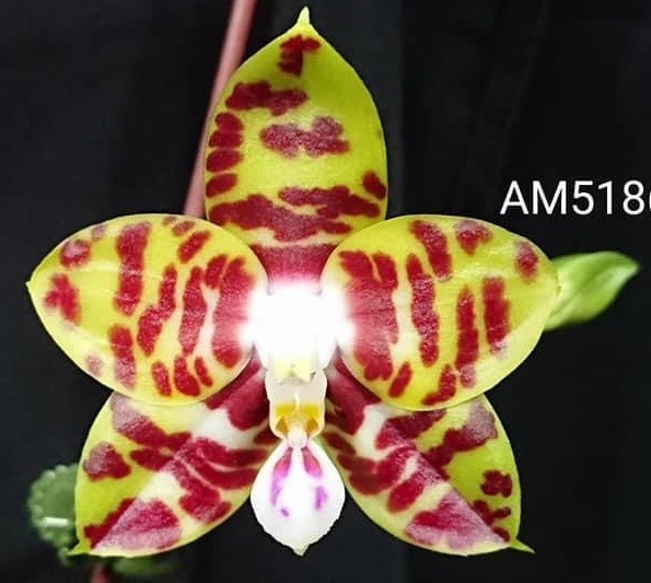 Phal. Mituo Mibs Passion Mituo #2