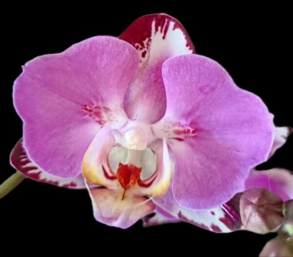 Phal. Strawberry Chocolate (Batman)