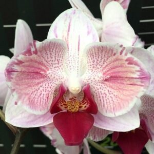 Phal. Little Gem Stripes (peloric - 2 eyes)