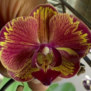 Phal. Marvel