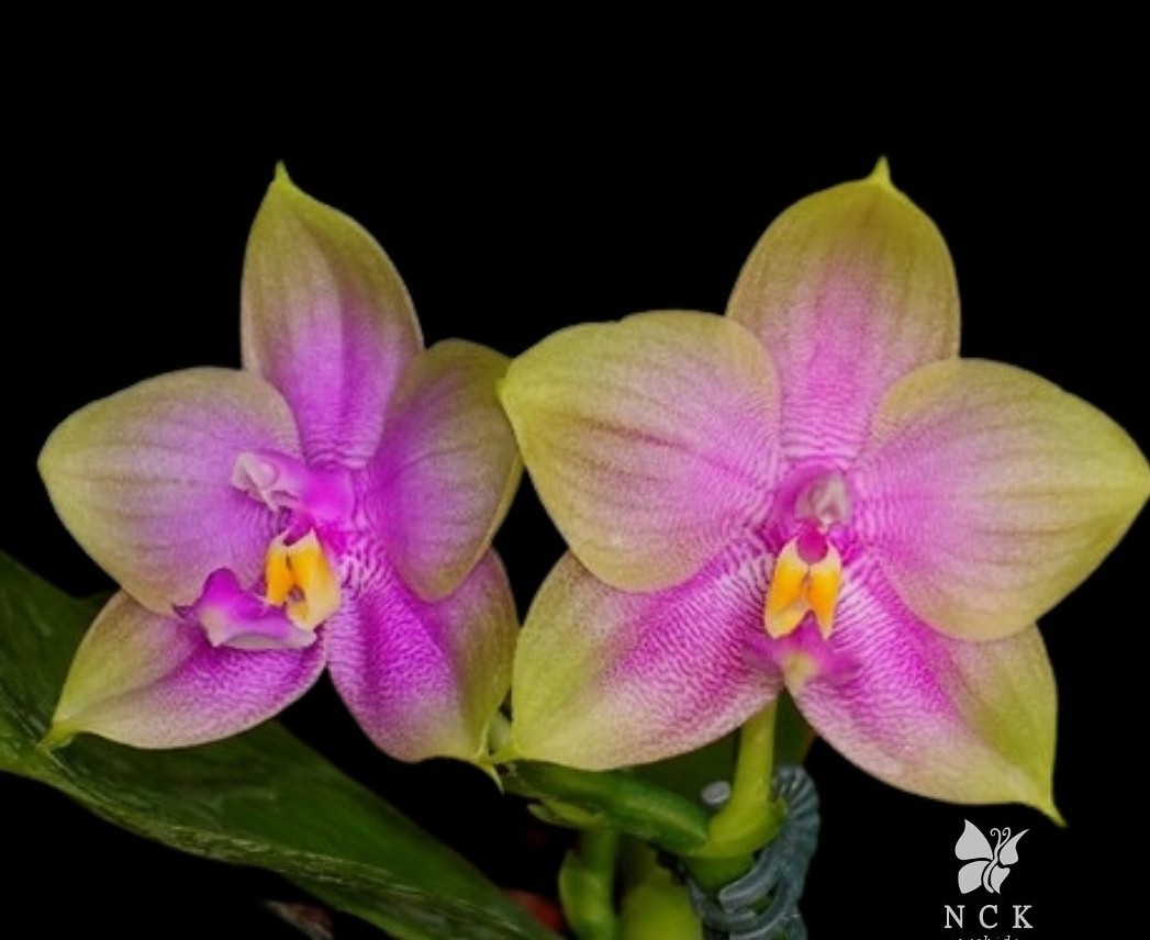 Phal. Smiley Prince Wilson / Орхидеи