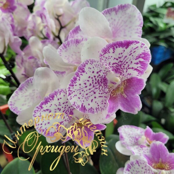 Phal. Polka Beauty — изображение 2