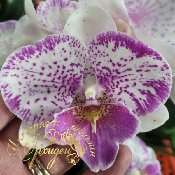 Phal. Polka Beauty