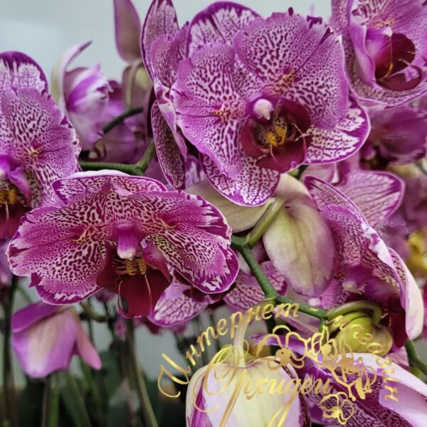 Phal. NCK Wild Leopard — изображение 4