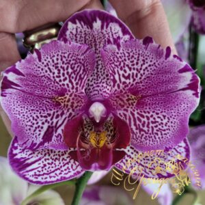 Phal. NCK Wild Leopard