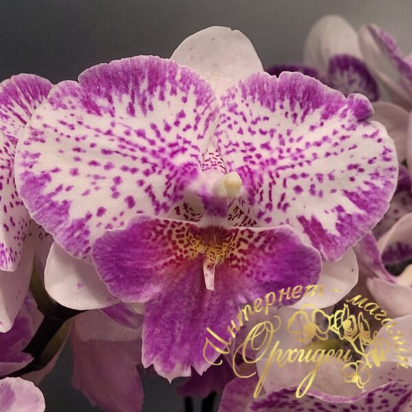 Phal. Polka Beauty — изображение 5