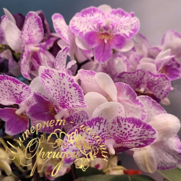 Phal. Polka Beauty — изображение 6