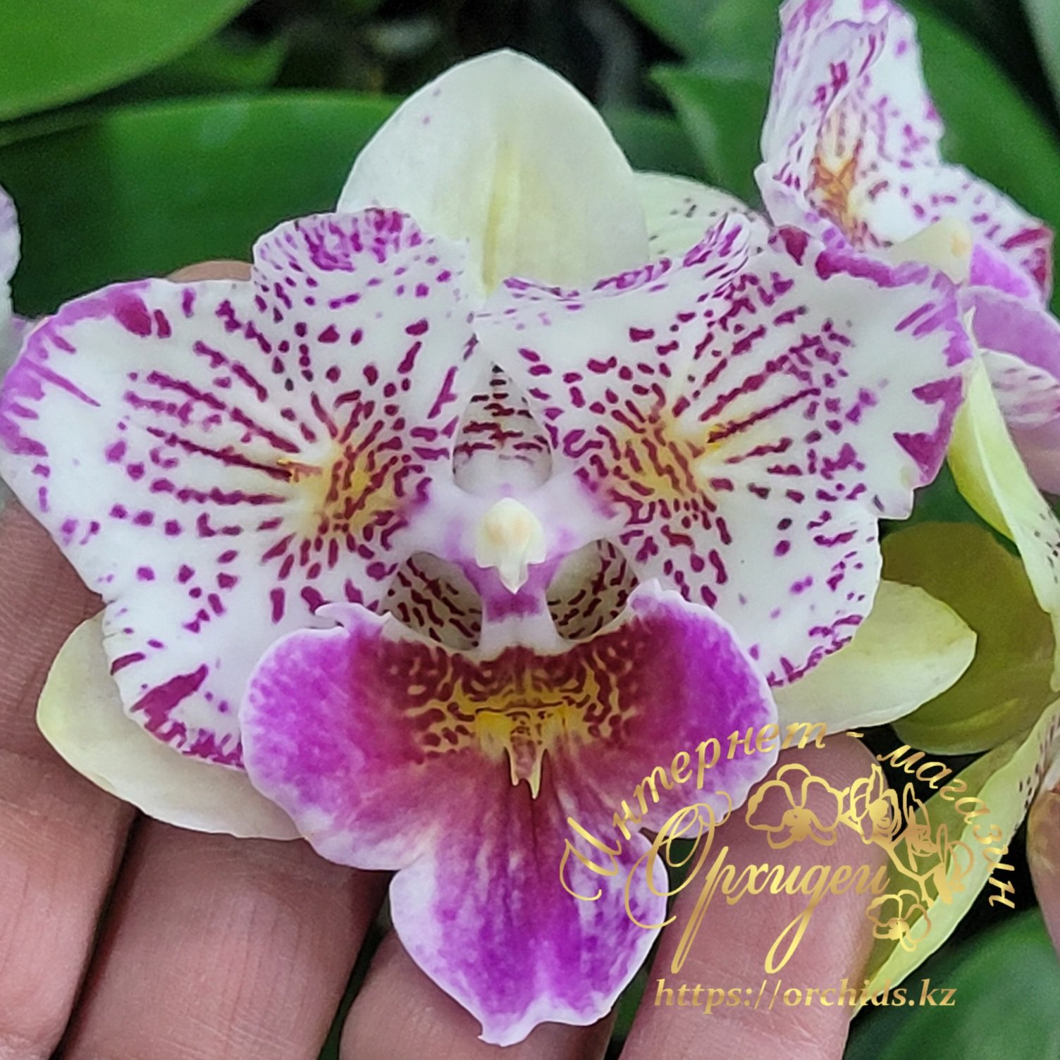 Phal. Polka Beauty 4 Phal. Polka Beauty — изображение 4