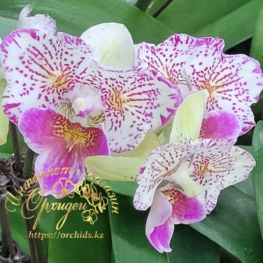 Phal. Polka Beauty 3 Phal. Polka Beauty — изображение 3