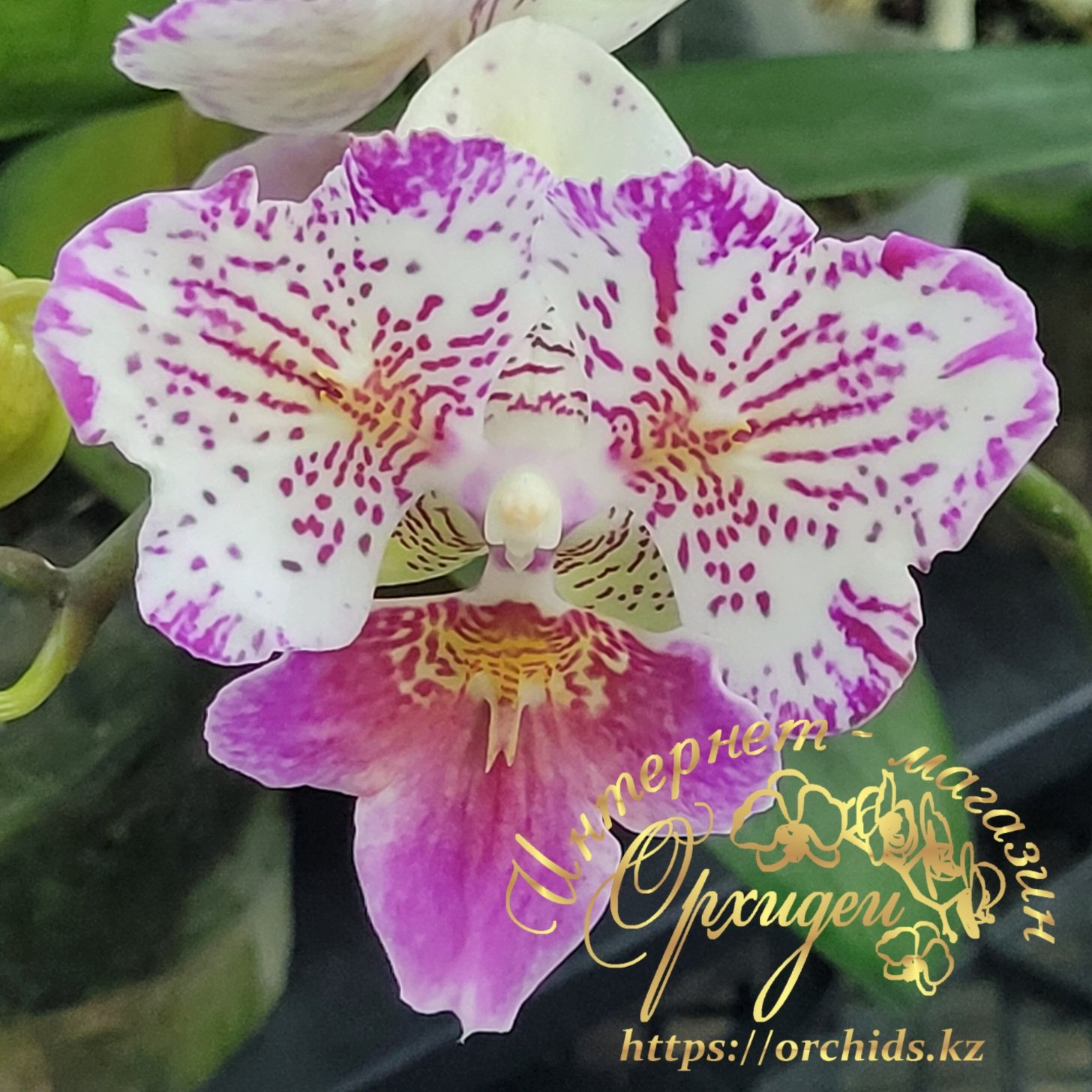 Phal. Polka Beauty 1 Phal. Polka Beauty