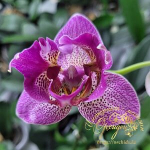 Phal. NCK Wild Leopard