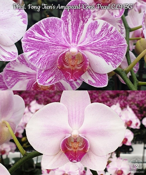Phal. Fong Tien's Amapearl Cone Pearl CL913G