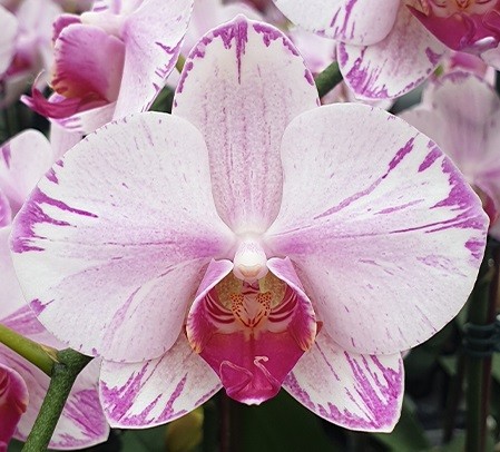 Phal. Fong Tien's Amapearl Cone Pearl CL913G