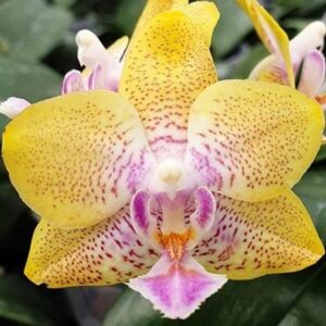 Phal. Nobby’s Pumpkin