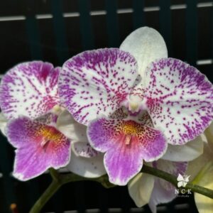 Phal. Polka Beauty