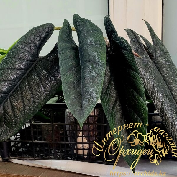 Alocasia scalprum