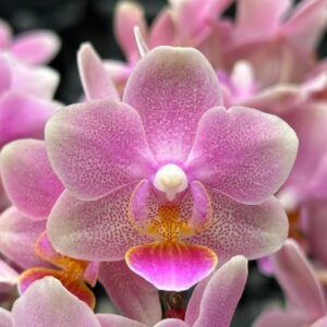 Phal. Taiwan Glamor
