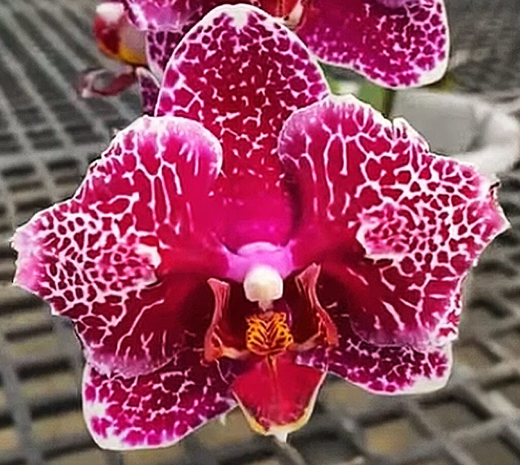 Phal Victorias Lace Орхидеи 1804