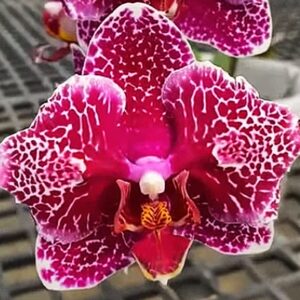 Phal. Victoria's lace