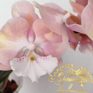 Phal. Yuki Fun