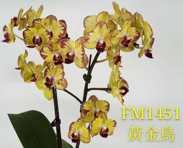 Phal. Fangmei Sweet FM 1451