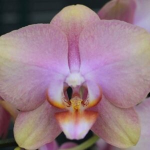 Phal. Rosseta