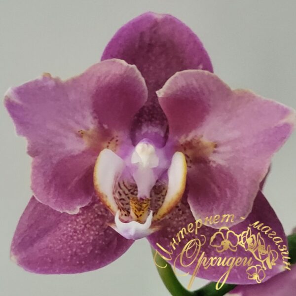 Phal. Cobrion Peloric — изображение 3