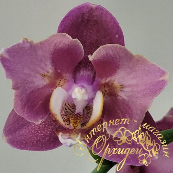 Phal. Cobrion Peloric