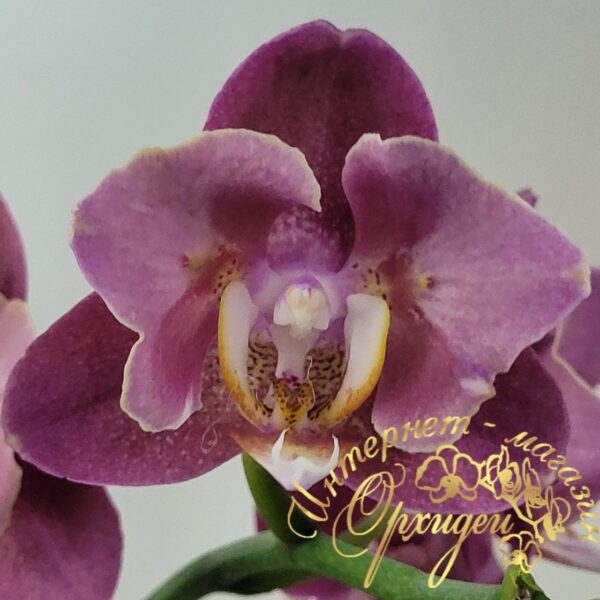 Phal. Cobrion Peloric — изображение 2