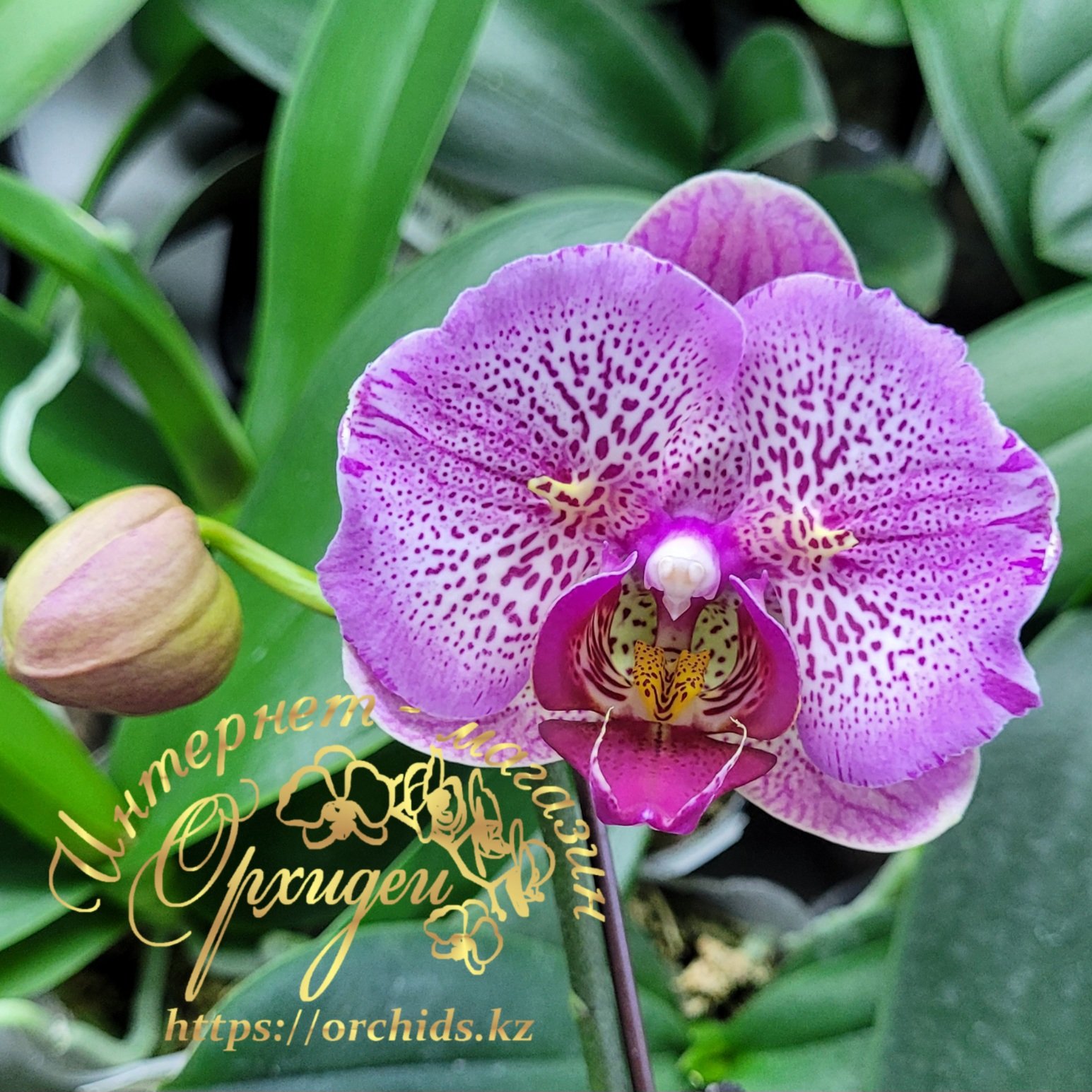 Phal. I-Hsin Pixie Reds 225 3 Phal. I-Hsin Pixie Reds 225 — изображение 3