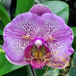 Phal. I-Hsin Pixie Reds 225