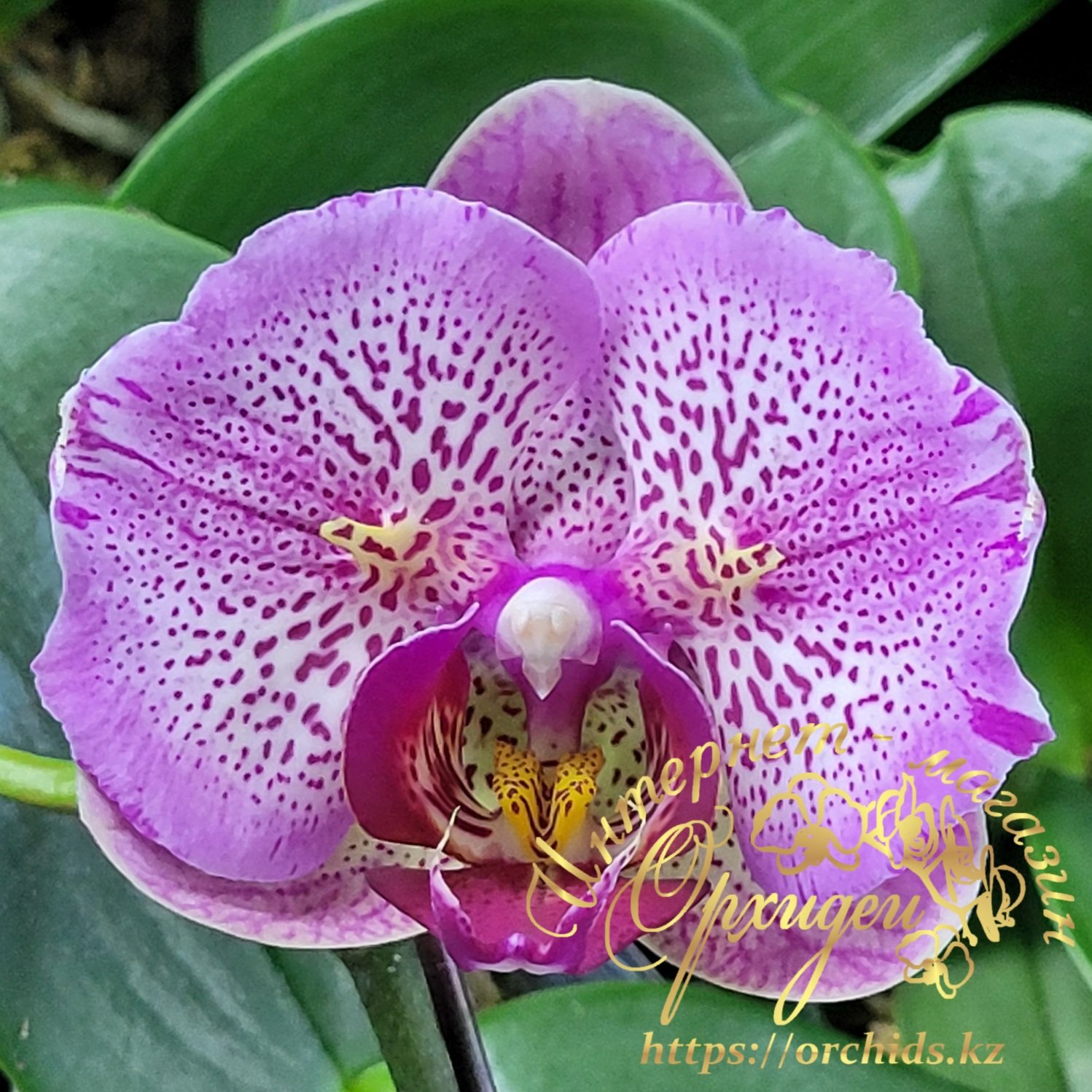 Phal. I-Hsin Pixie Reds 225 2 Phal. I-Hsin Pixie Reds 225 — изображение 2