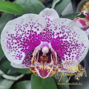 Dtps. Ackers Sweetie Dragon Tree Maple