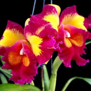 Экзотические орхидеи