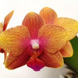 Phal. Grissini