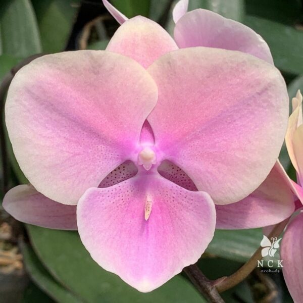Phal. Golden Mango