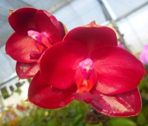 Phal. Mituo King Red Pepper