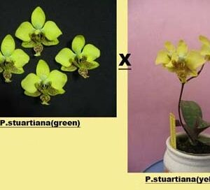 Phal. stuartiana (green x yellow)