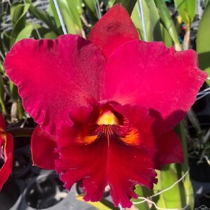 Rlc. Taiwan Chief Wine Van Gogh