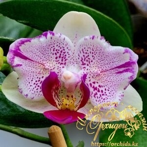 Phal. Pineapple Cake