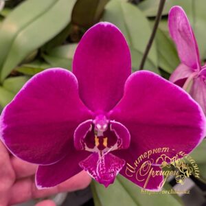 Phal. AJ 205