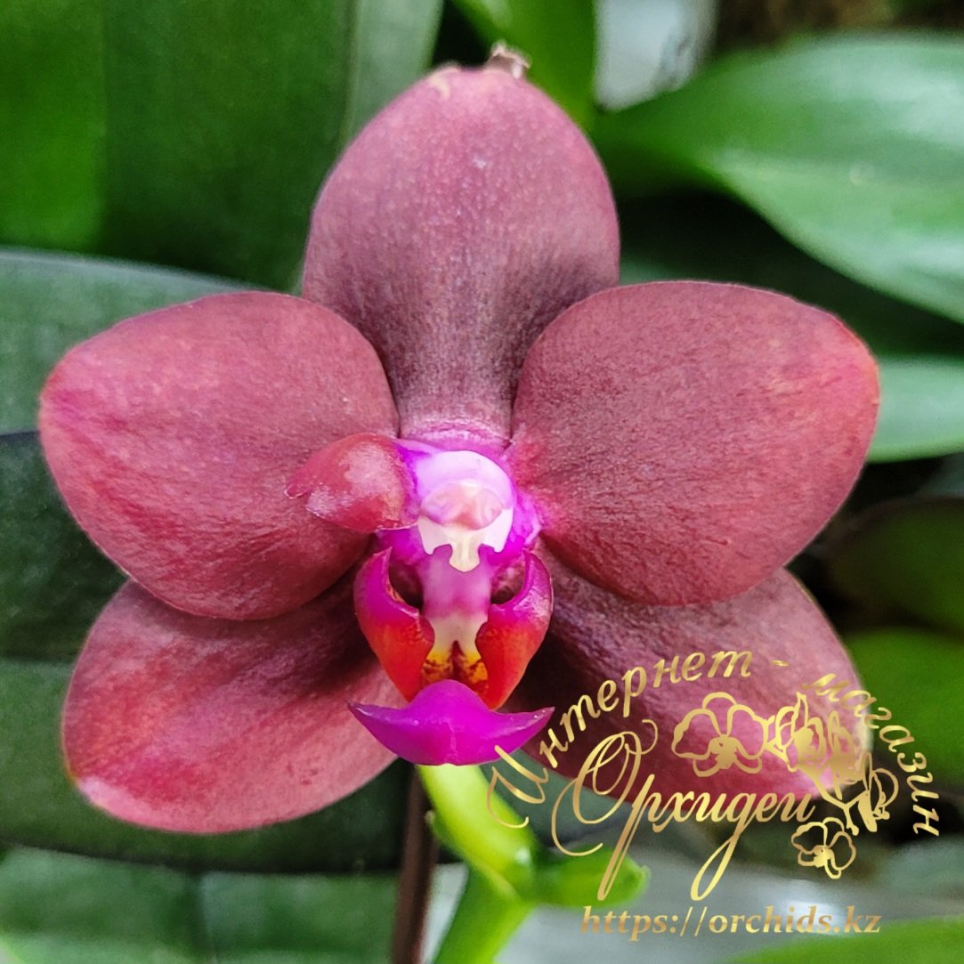 Phal. Allura Sanguinello 2 Phal. Allura Sanguinello — изображение 2