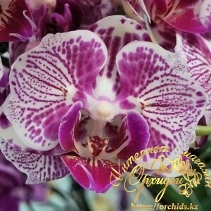 Phal. OX Madonna (peloric)