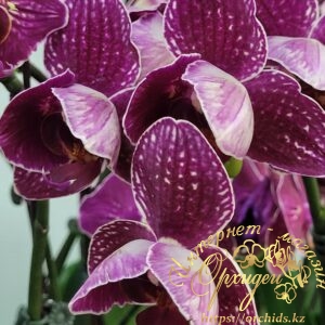 Phal. Cherry Bomb peloric