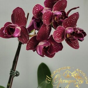 Phal. I-Hsin Cherry Bomb (peloric)