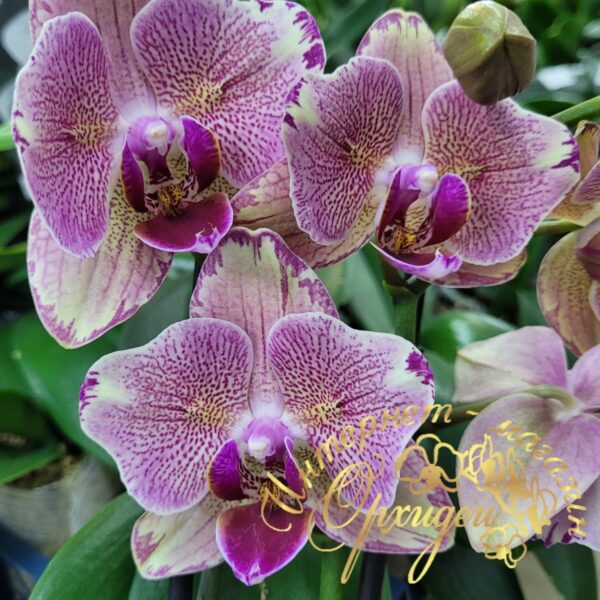Phal. Pirate Picotee peloric — изображение 4